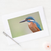 Kingfisher vogel. rechthoekige sticker (Envelop)