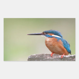 Kingfisher vogel. rechthoekige sticker