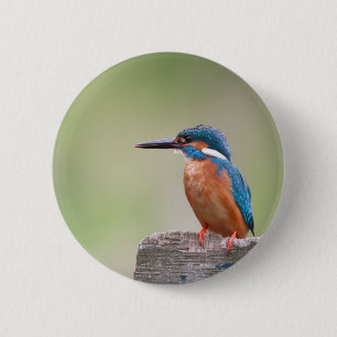 Kingfisher vogel. ronde button 5,7 cm