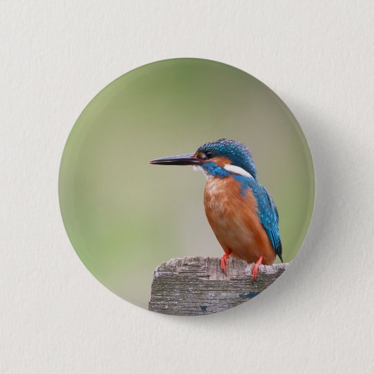 Kingfisher vogel. ronde button 5,7 cm (Voorkant)