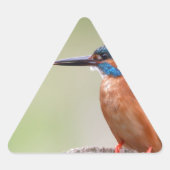 Kingfisher vogel. sticker (Voorkant)