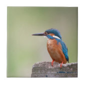 Kingfisher vogel. tegeltje (Voorkant)