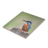 Kingfisher vogel. tegeltje (Zijkant)