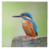Kingfisher vogel tegeltje (Voorkant)