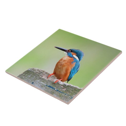 Kingfisher vogel tegeltje (Zijkant)