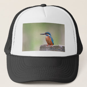 Kingfisher vogel. trucker pet