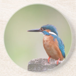 Kingfisher vogel. zandsteen onderzetter