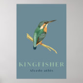Kingfisher-vogelvintage-poster Poster (Voorkant)