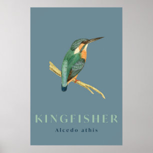 Kingfisher-vogelvintage-poster Poster