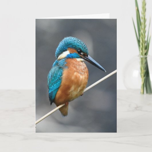 Kingfisher wacht. kaart (Voorkant)