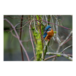 Kingfisher zat op een kleine tak perfect poster