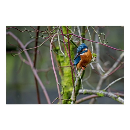 Kingfisher zat op een kleine tak perfect poster (Voorkant)
