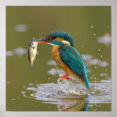 Kingfisher's succes - Vogel met verse visvangst Poster (Voorkant)