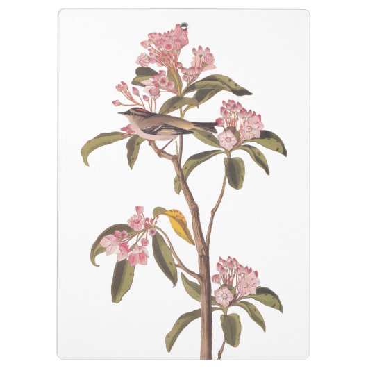 Kinglet Bird van Audubon op Roze Calico Klembord (Achterkant)