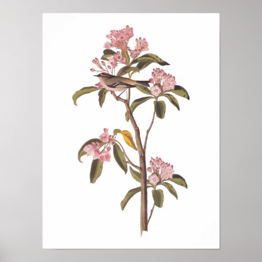 Kinglet Bird van Audubon op Roze Calico Poster (Voorkant)