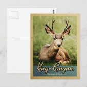 Kings Canyon National Park Deer Briefkaart (Voorkant / Achterkant)