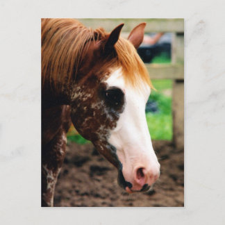 Kings Fancy Girl Briefkaart