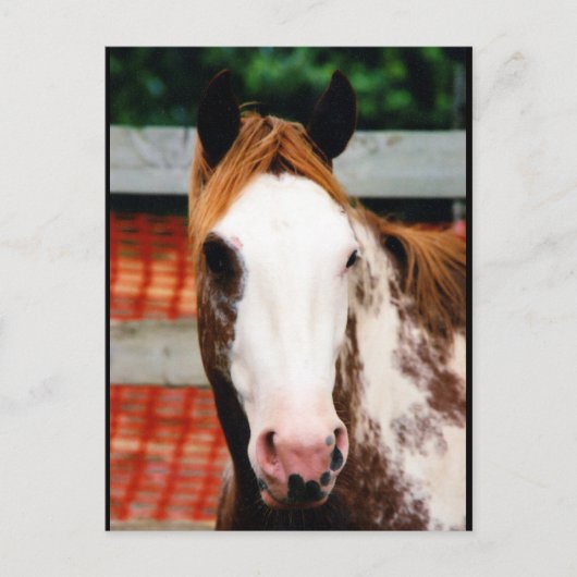 Kings Fancy Girl Briefkaart (Voorkant)