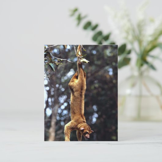 Kinkajou (Potos flavus) Briefkaart (Staand voorkant)