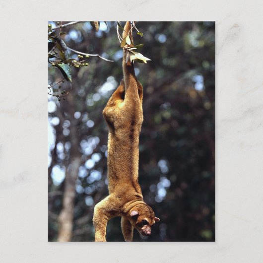 Kinkajou (Potos flavus) Briefkaart (Voorkant)