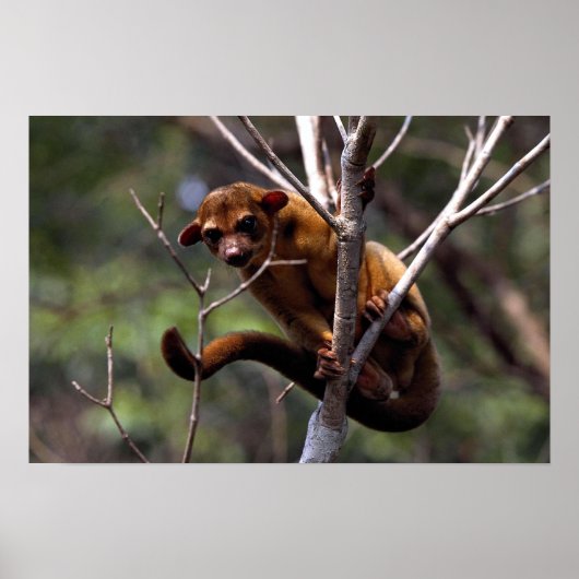 Kinkajou (Potos flavus) Poster (Voorkant)