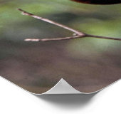 Kinkajou (Potos flavus) Poster (Hoek)