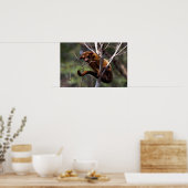 Kinkajou (Potos flavus) Poster (Keuken)