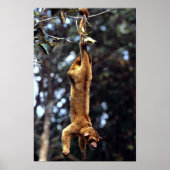 Kinkajou (Potos flavus) Poster (Voorkant)