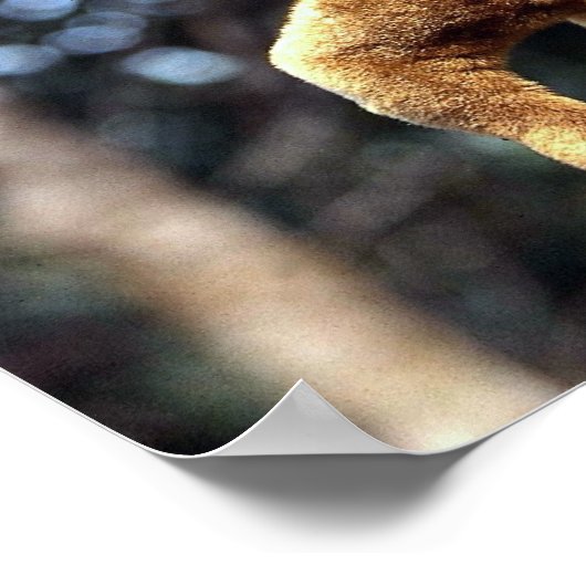 Kinkajou (Potos flavus) Poster (Hoek)