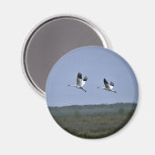 Kinkhijskranen bij Aransas National Wildlife Refug Magneet (Voorkant / Achterkant)