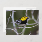 Kinney County, Texas Goudkauwgaas Briefkaart (Voorkant / Achterkant)