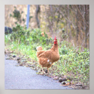 Kip aan de Weg Poster