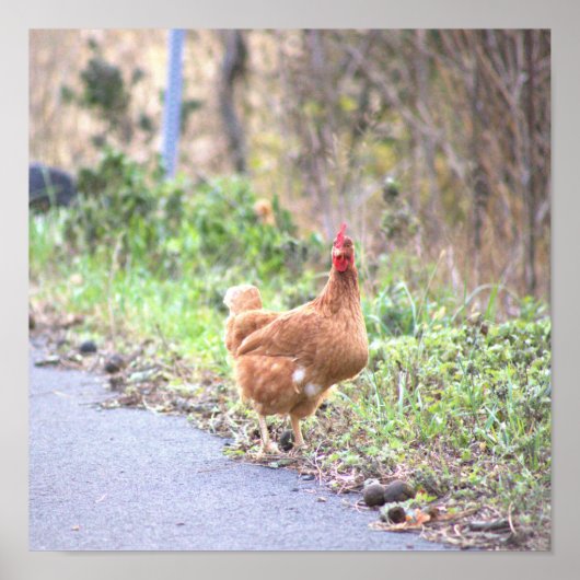 Kip aan de Weg Poster (Voorkant)