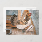 kip art pet portret postkaart kunst (Voorkant / Achterkant)