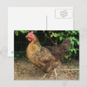 Kip Briefkaart (Voorkant / Achterkant)