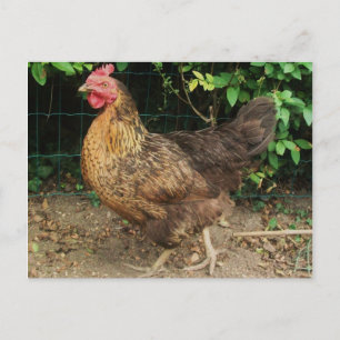 Kip Briefkaart