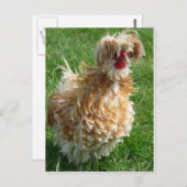 kip briefkaart (Voorkant / Achterkant)