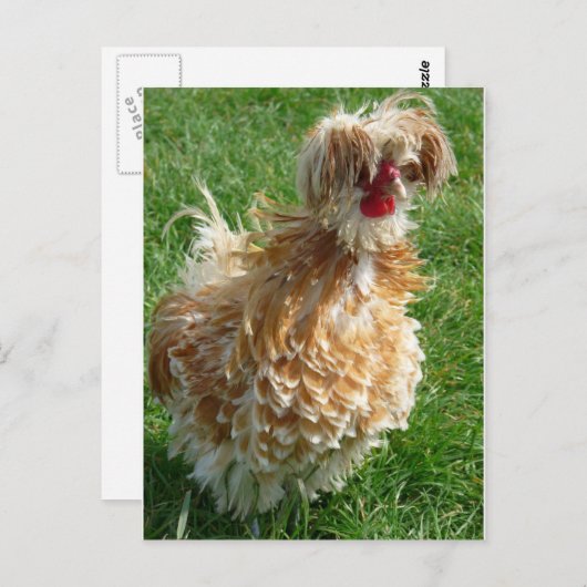 kip briefkaart (Voorkant / Achterkant)