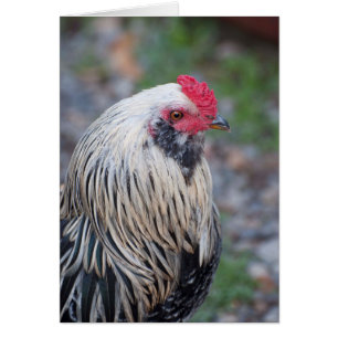 Kip dicht en persoonlijk op!