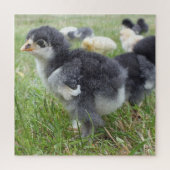 kip, dier, griet, vogel, boerderij, schattig, puzz legpuzzel (Verticaal)