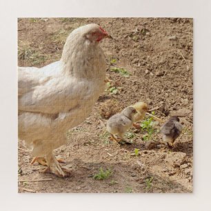 kip, dier, kuiken, vogel, boerderij, schattig, puz legpuzzel
