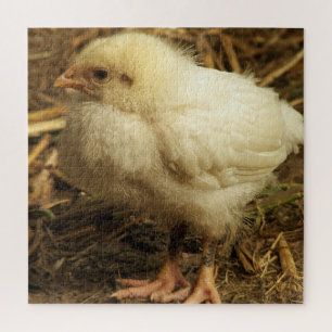 kip, dier, kuiken, vogel, boerderij, schattig, puz legpuzzel