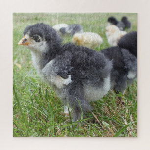 kip, dier, kuiken, vogel, boerderij, schattig, puz legpuzzel
