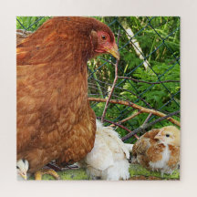kip, dier, kuiken, vogel, boerderij, schattig, puz