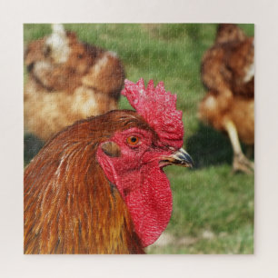 kip, dier, kuiken, vogel, boerderij, schattig, puz legpuzzel