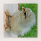 kip, dier, kuiken, vogel, boerderij, schattig, puz legpuzzel (Horizontaal)