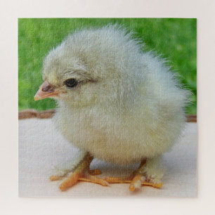 kip, dier, kuiken, vogel, boerderij, schattig, puz legpuzzel
