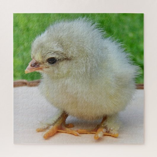 kip, dier, kuiken, vogel, boerderij, schattig, puz legpuzzel (Verticaal)