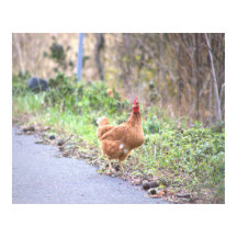 Kip door het Poster van de Weg