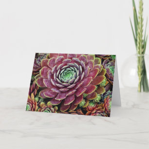 Kip en Kuikens Kaart